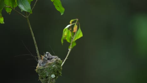 Un-Pájaro-Monarca-De-Nuca-Negra-Alimenta-A-Sus-Polluelos-En-El-Nido-Y-Luego-Se-Va-Volando