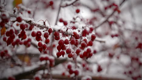 Bündel-Roter-Viburnum-Beeren-Auf-Ästen-Mit-Fallendem-Schnee