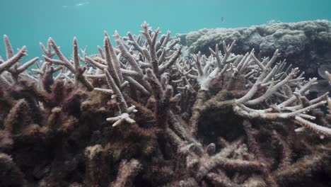 Arrecife-De-Coral-Blanqueado-Muerto