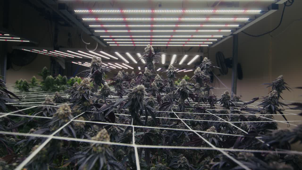 Indoor Cannabis Grow Operation
