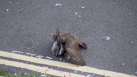 eurasian sparrowhawk pinning and killing pigeon fighting on urban road