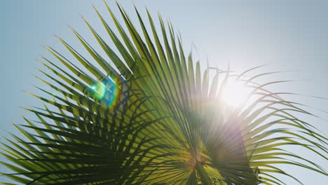 Sun Rays Beautifully Shine Through The Branches Of Several Palms Against The Blue Sky 4k Video