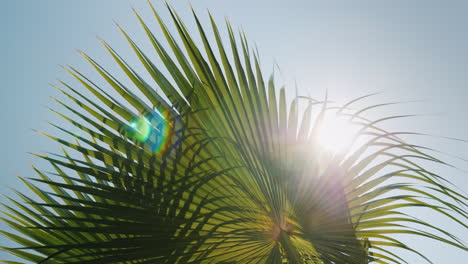 sun rays beautifully shine through the branches of several palms against the blue sky 4k video