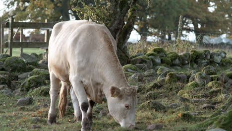 vaca ecológica pastando en una granja idílica