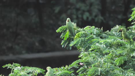 parrots-sitting-on-tree-closeup-view