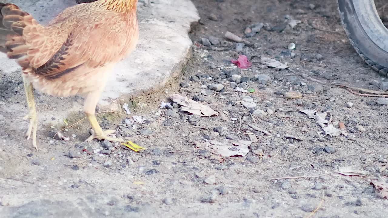 A chicken strolls past blue and red bins, navigating around a motorbike wheel on a dirt path.