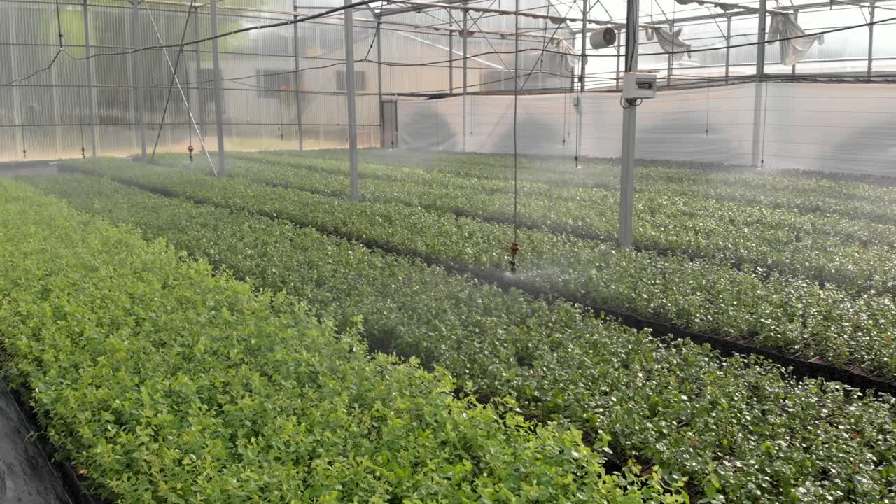 베리 에 물 을 뿌리는 드론