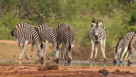 a wide shot of six burchell's zebras drinking at a waterhole in kruger national park