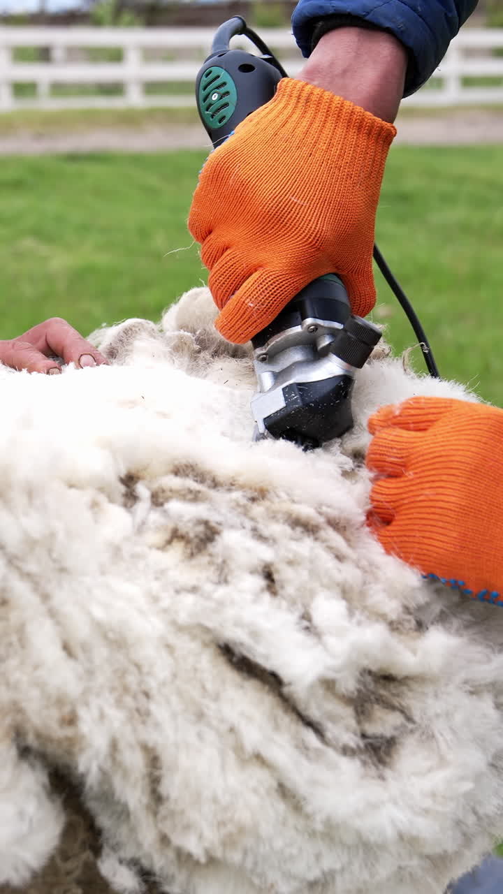 Sheep is shearing by a farmer. Electric clipper is cutting wool from adult sheep on a farm for production of wool fleece. Traditional trimming of sheep. Vertical video