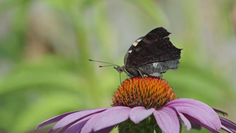 Close-up-of-magnificent-outer-winged-European-peacock-butterfly-with-colorful-designs-above-a-flower