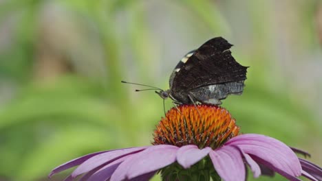 close-up of magnificent outer-winged european peacock butterfly with colorful designs above a flower