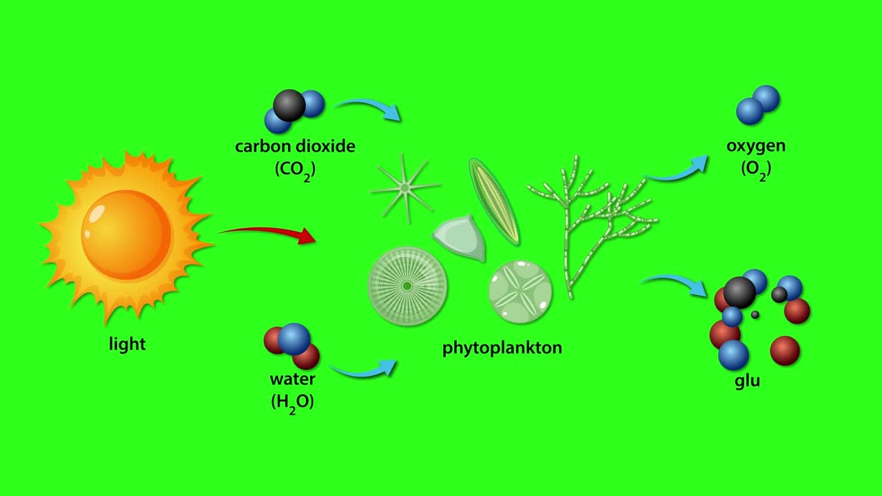 Animation illustrates phytoplankton photosynthesis, showing sunlight, carbon dioxide, and water entering, with oxygen and glucose produced. Bright green background, clear molecular diagrams, and smooth transitions