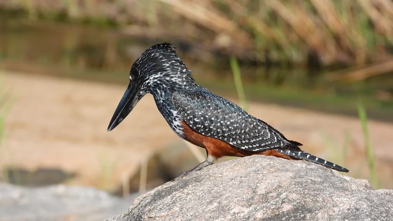 Ringed Kingfisher is sitting on a rock searching for food