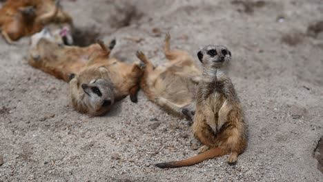 group of crazy meerkats resting and relaxing in sand during daytime,close up