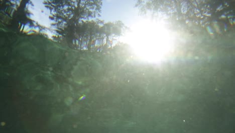 sol brillando bajo el agua en un bosque de florida