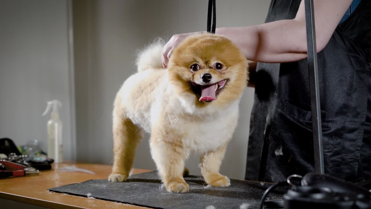 el peluquero está cepillando la piel del spitz con el peine de metal
