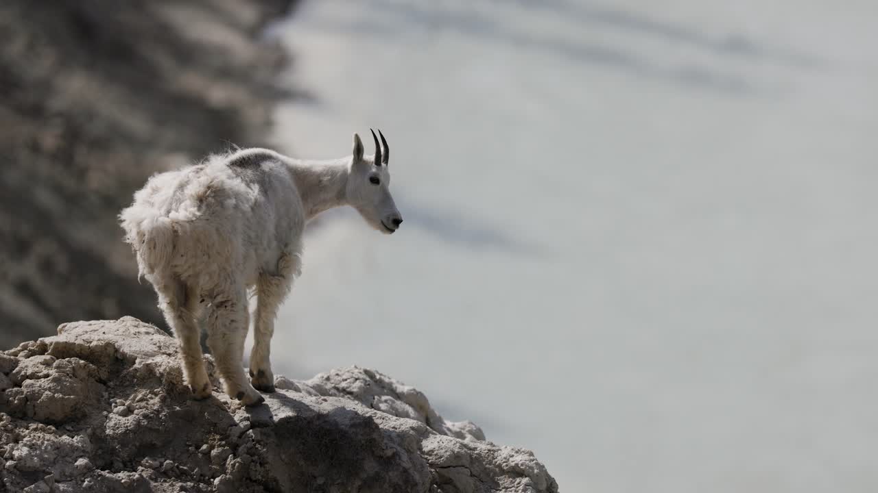 joven cabra de montaña en una cresta con vistas a un río en el parque nacional de jasper