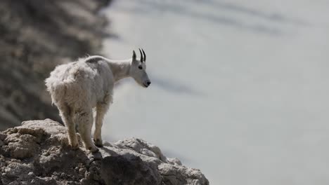 young mountain goat kid on a ridge overlooking a river in jasper national park