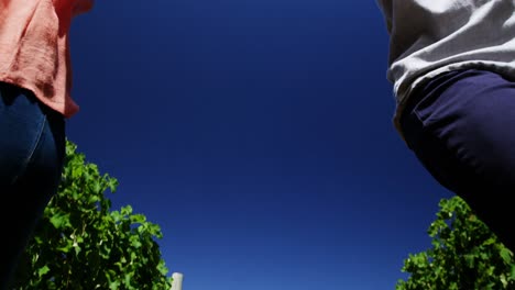 Couple-walking-hand-in-hand-in-vineyard