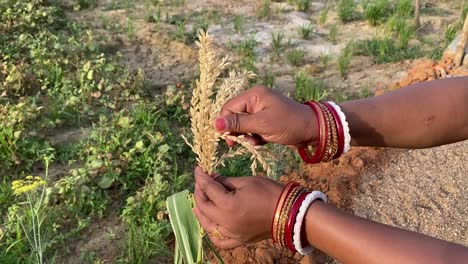 Eine-Indische-Frau-Trägt-Armreifen-Und-Pflückt-Weizen-Aus-Der-Pflanze-In-Einem-Indischen-Dorf