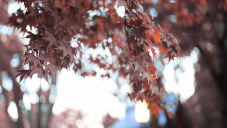 Beautiful-orange-momiji-leaves-with-the-sunlight-in-Kyoto,-Japan-soft-lighting