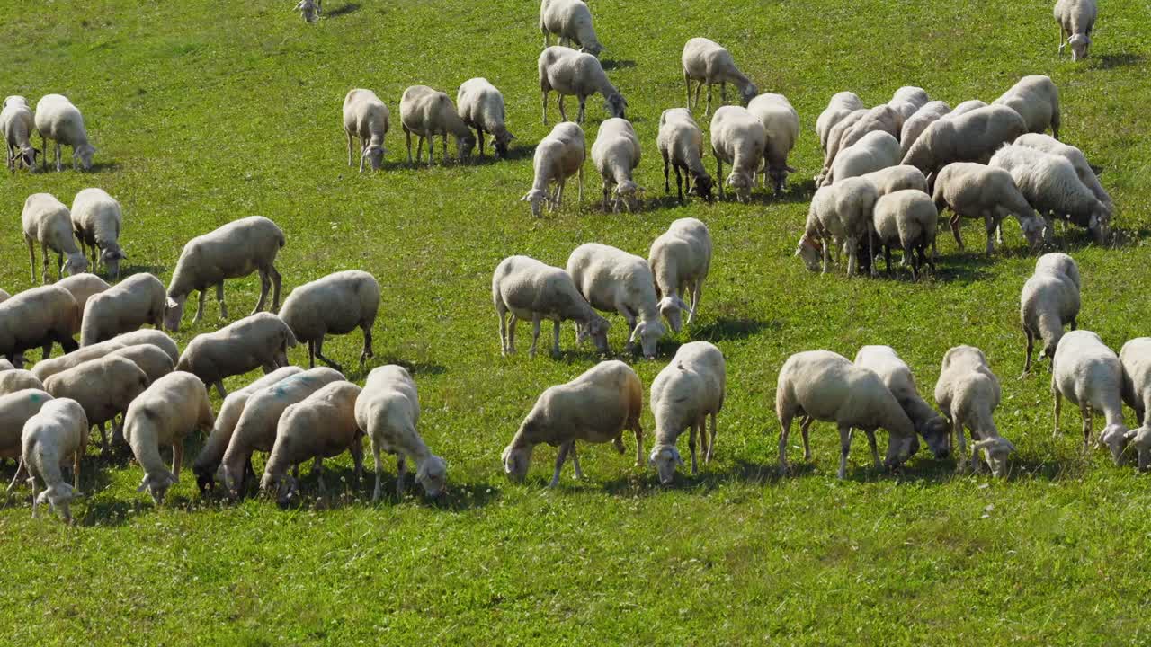 Vista dettagliata di un gregge di pecore bianche che mangiano l'erba su una lussureggiante collina verde. Tranquilla scena rurale di una regione montuosa in una giornata di sole