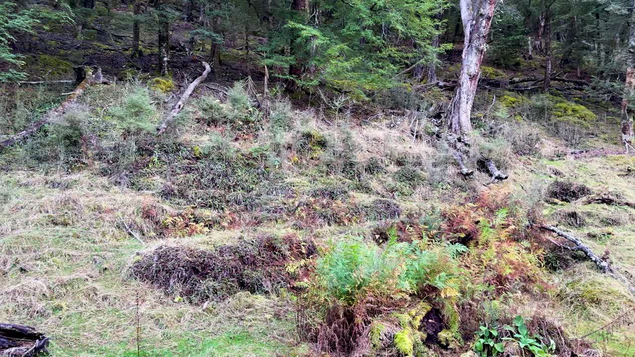 Camera slowly pans across tranquil forest trailhead with signs, benches, and lush vegetation