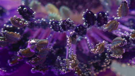 macro photography of a purple flower with bubbles