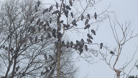 palomas en ramas desnudas