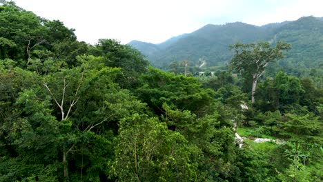 aerial view of dense tropical forests in koh samui, thailand, surrounded by lush greenery and mountain landscapes. concept of pristine nature, eco-tourism, and biodiversity in southeast asia.
