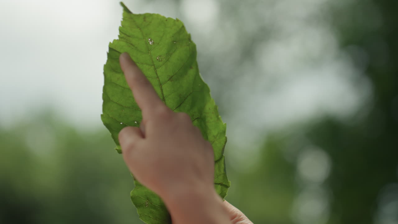 La bambina esamina attentamente una foglia. La giovane trova gioia nell'apprendimento tattile attraverso l'esplorazione della natura. La bambina esplora e scopre con entusiasmo i dettagli dell'ambiente naturale che la circonda.