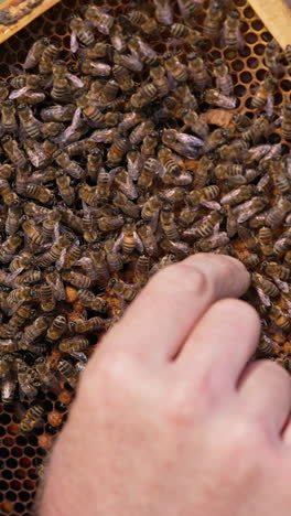 male hand takes bee away from a honey frame. numerous busy insects moving around the cells. close up. vertical video