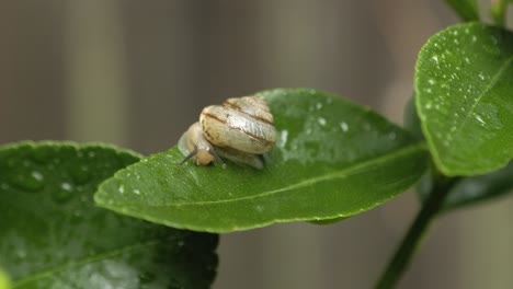 asian tramp snail drinks rainwater from a lime tree leaf