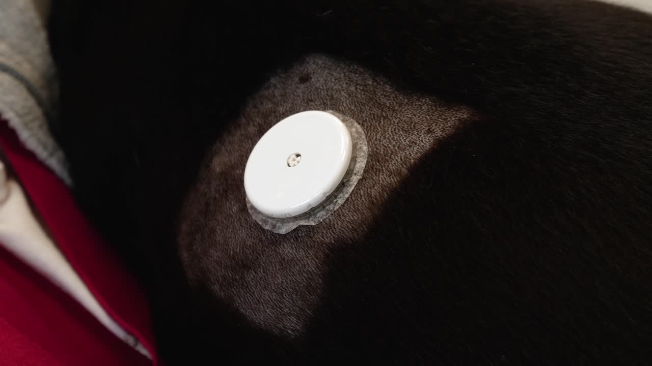 Closeup footage of dog with glucometer