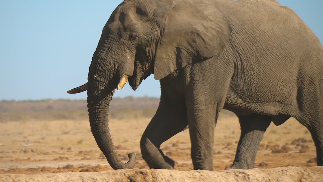 elefante africano de sabana caminando por las tierras secas de la reserva de caza de kalahari en botswana