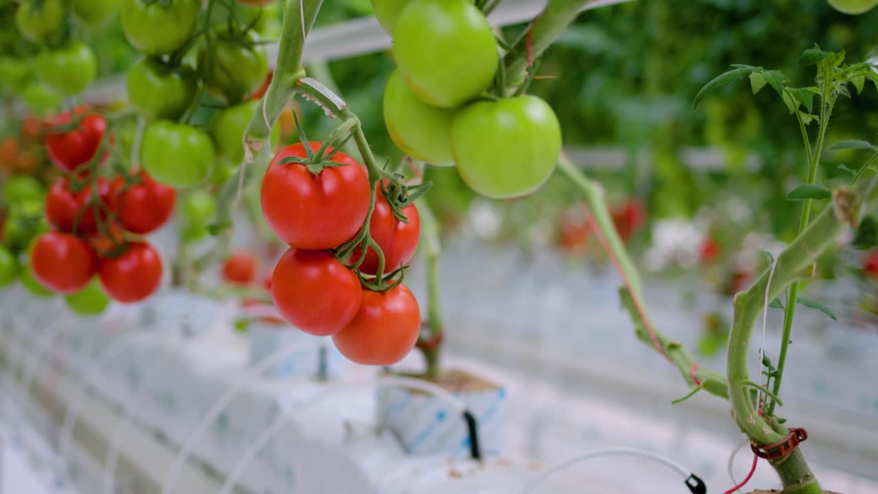 Cinematic footage of a bunch of ripe tomatoes hanging on a vine inside a controlled greenhouse environment. Represents organic farming, sustainable agriculture, and modern food production