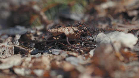 Winzige-Braune-Ameisen-Kriechen-über-Trockene-Blätter-Auf-Dem-Waldboden-Und-Erkunden-Sie