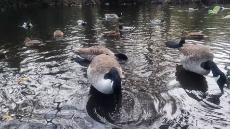 -The-resolution-is-the-cinema-4k-4096x2304--Canada-Goose-in-the-lake