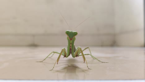 Mantis-Religiosa-Mirando-A-La-Cámara-Primero-Y-Luego-Hace-Un-Baile-Rápido