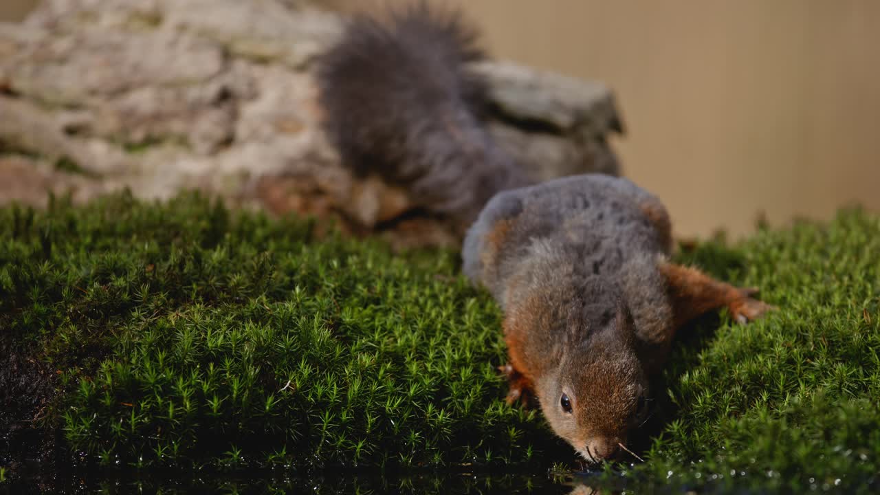 A squirrel sniffing the forest floor, surrounded by moss, in Clinge, Zeeland, Netherlands
