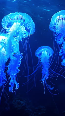 a group of jellyfish are floating in the ocean. the jellyfish are blue and orange