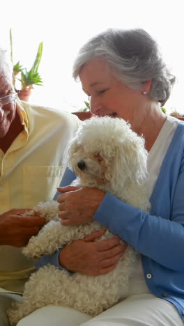 senior couple pampering dog