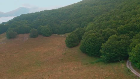 Bosque-Siempreverde-De-Arbustos-Densos-Durante-La-Mañana-Brumosa-En-El-Valle-De-Umbria-Cerca-De-Castelluccio,-Italia