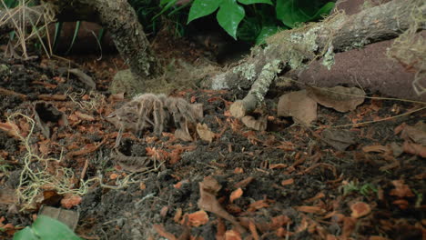 Front-close-up-view-of-walking-Tarantula