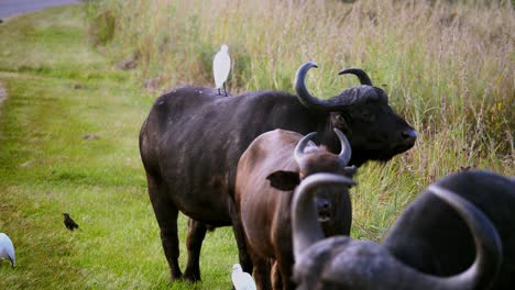 white bird resting on huge wild buffalo with large horns walking near street