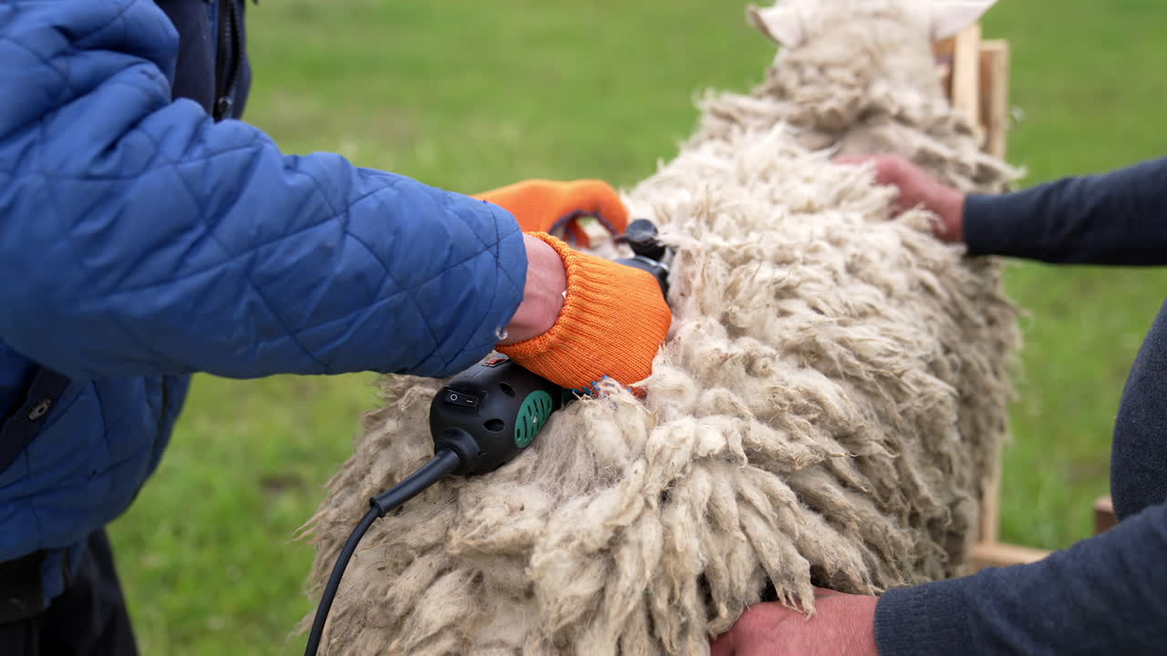 Cutting the wool of sheep