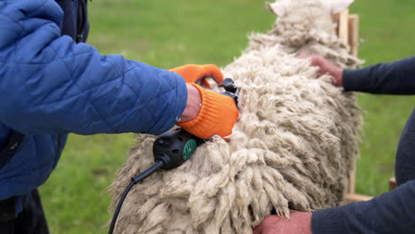 cutting the wool of sheep