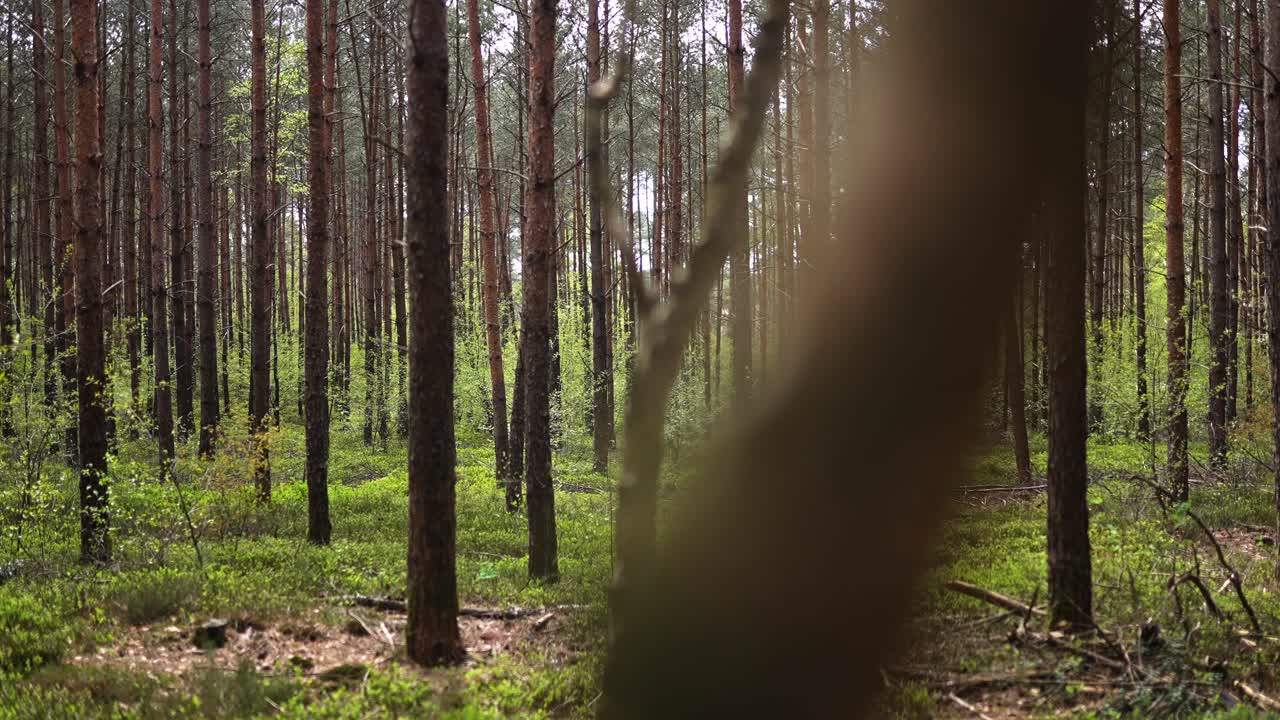 bosque de pinos en primavera