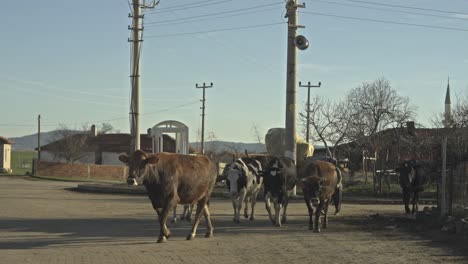 vacas a pastar na aldeia