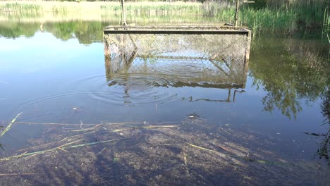 small young carp are fed bread in a pond for rearing, with the whole swarm eating the food like piranhas